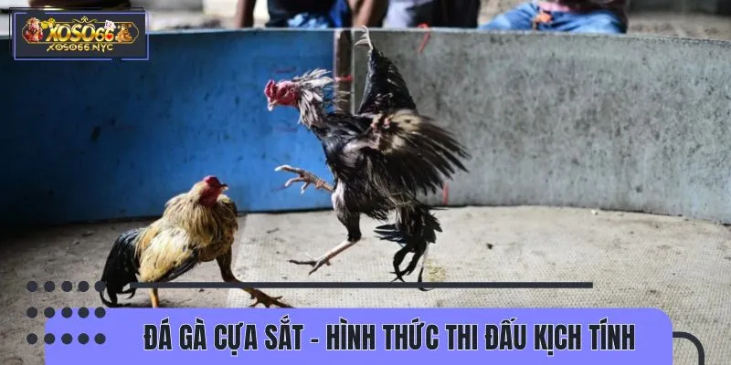 Đá gà cựa sắt thu hút lượt chơi khủng mỗi ngày