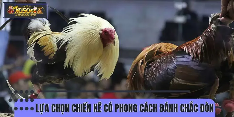 Chọn chiến kê đá chắc đòn là cách chơi đá gà cựa sắt bất bại