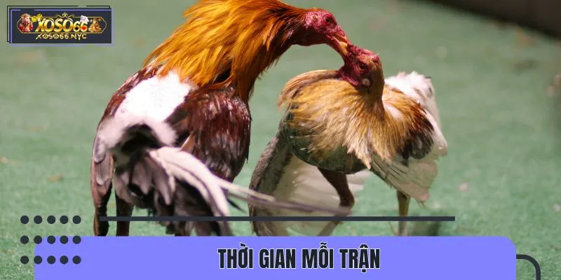 Cách chơi đá gà cựa sắt diễn ra theo quy định nghiêm ngặt