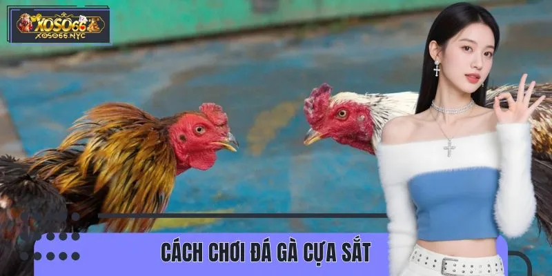 Chỉ Dẫn Cách Chơi Đá Gà Cựa Sắt Từ Sư Kê XOSO66 Lâu Năm