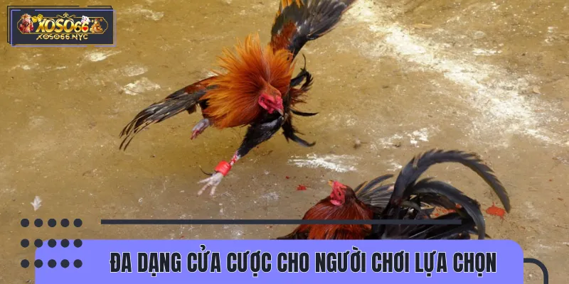 Nhiều hình thức cược đá gà Campuchia hấp dẫn