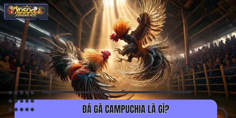 Một vài thông tin cần nắm về đá gà Campuchia