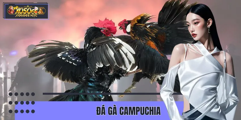 Đá Gà Campuchia – Đỉnh Cao Giải Trí Với Những Cú Đá Hiểm Hóc