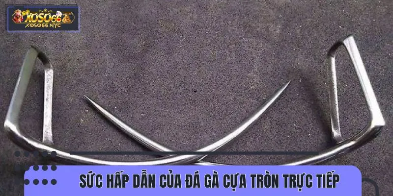 Đá gà cựa tròn trực tiếp là xu hướng giải trí hot hit hiện nay