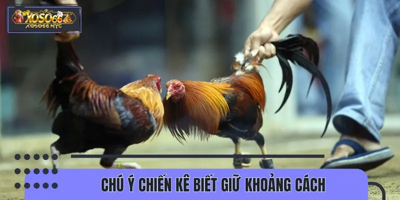 Quan sát chiến kê có khả năng giữ thể lực đến cuối trận