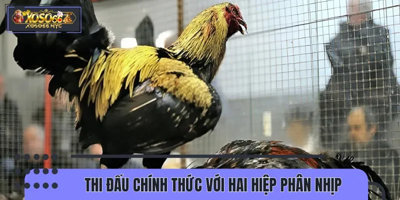 Quy trình đá gà cựa tròn trực tiếp diễn ra nghiêm ngặt