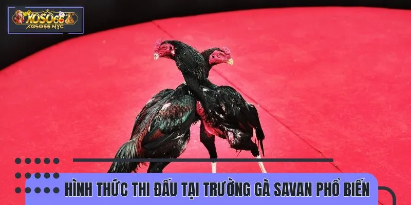 Mỗi hình thức đấu gà tại Savan đều thu hút bet thủ đông đảo