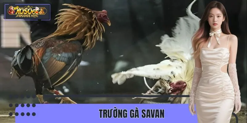 Trường Gà Savan XOSO66 - Hội Tụ Những Trận Thư Hùng Đỉnh Cao