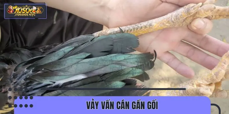 Vảy vấn cán gần gối thường hiếm gặp