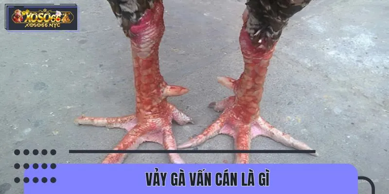 Vảy gà vấn cán có khả năng thi đấu ấn tượng