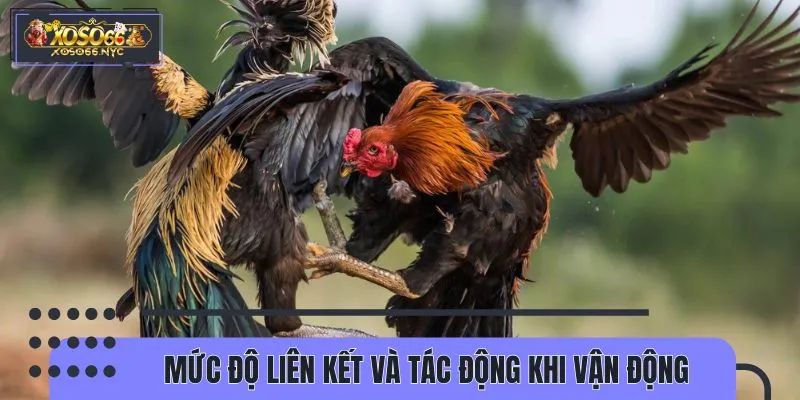 Vảy vấn cán được đánh giá cao về độ bền thi đấu