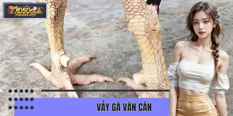 Vảy Gà Vấn Cán - Cách Nhận Diện Chiến Kê Khủng Tại XOSO66